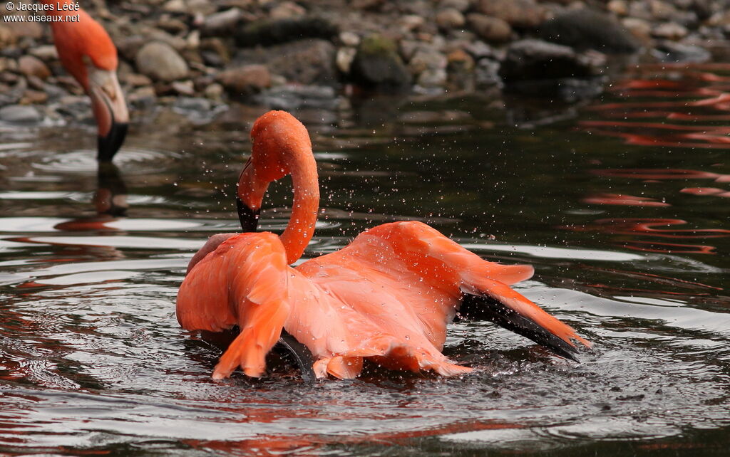 American Flamingo