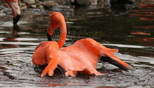 American Flamingo