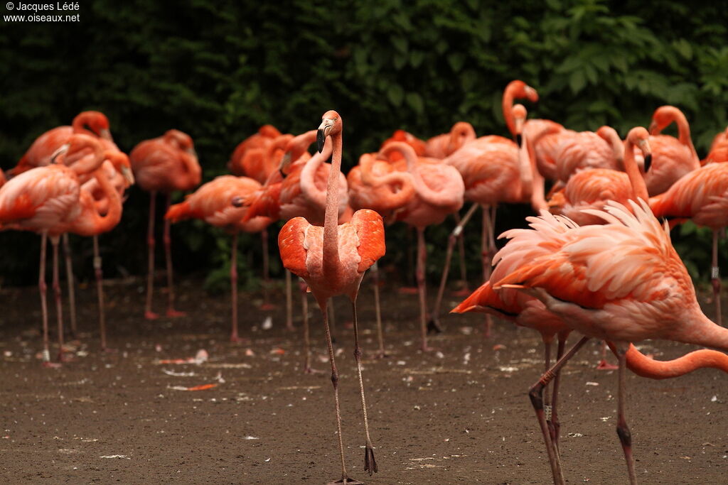 Flamant des Caraïbes