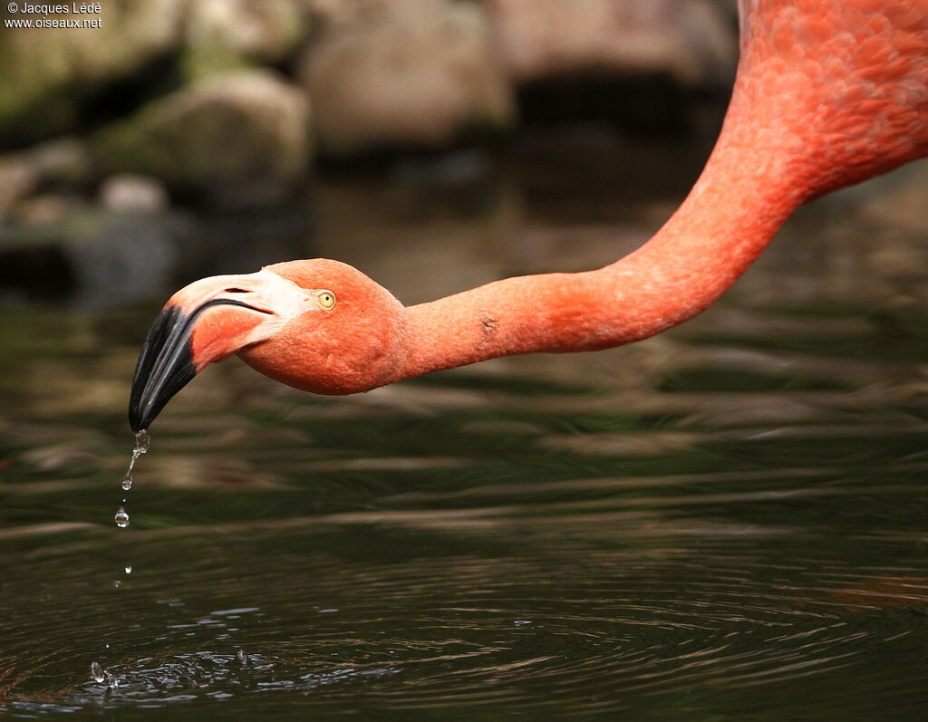 Flamant des Caraïbes