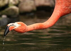 Flamant des Caraïbes