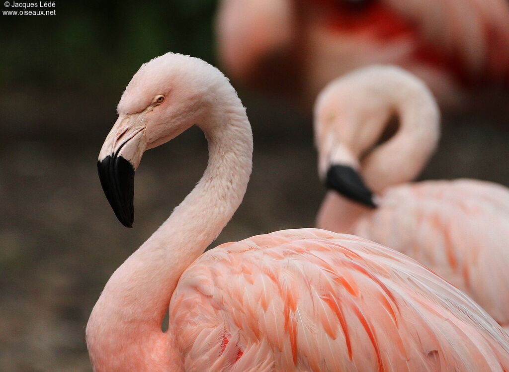 Chilean Flamingo