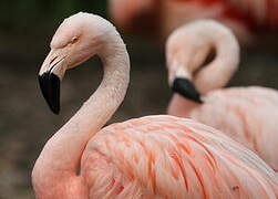 Chilean Flamingo