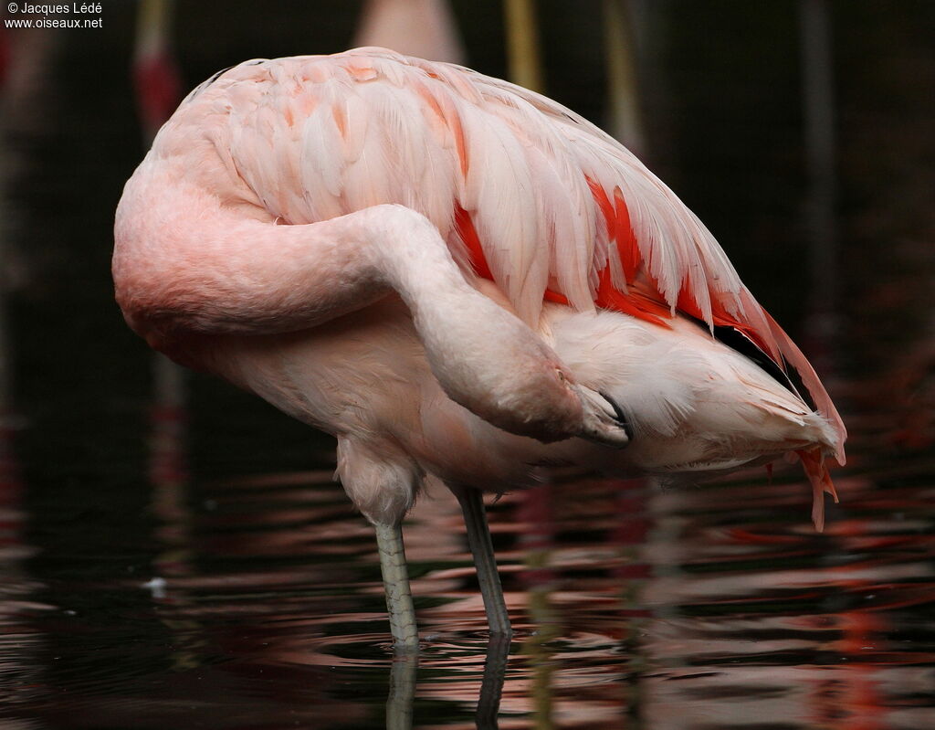 Flamant du Chili