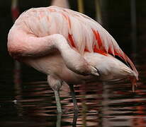 Chilean Flamingo