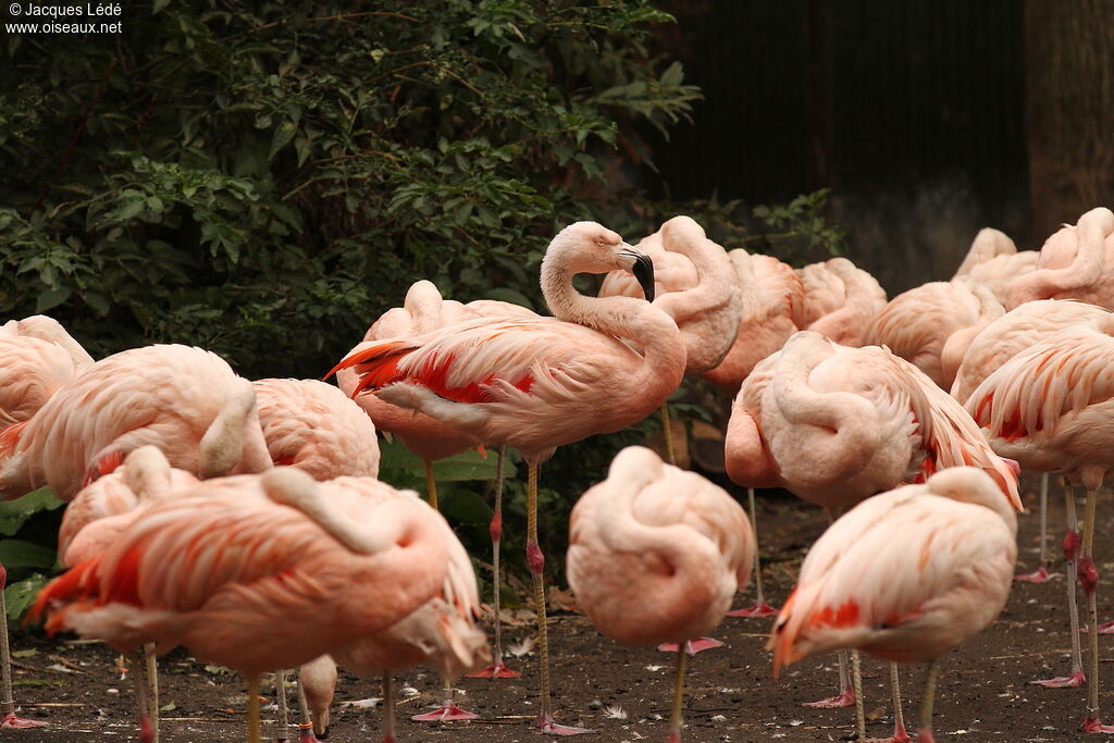 Chilean Flamingo