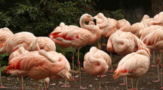 Chilean Flamingo