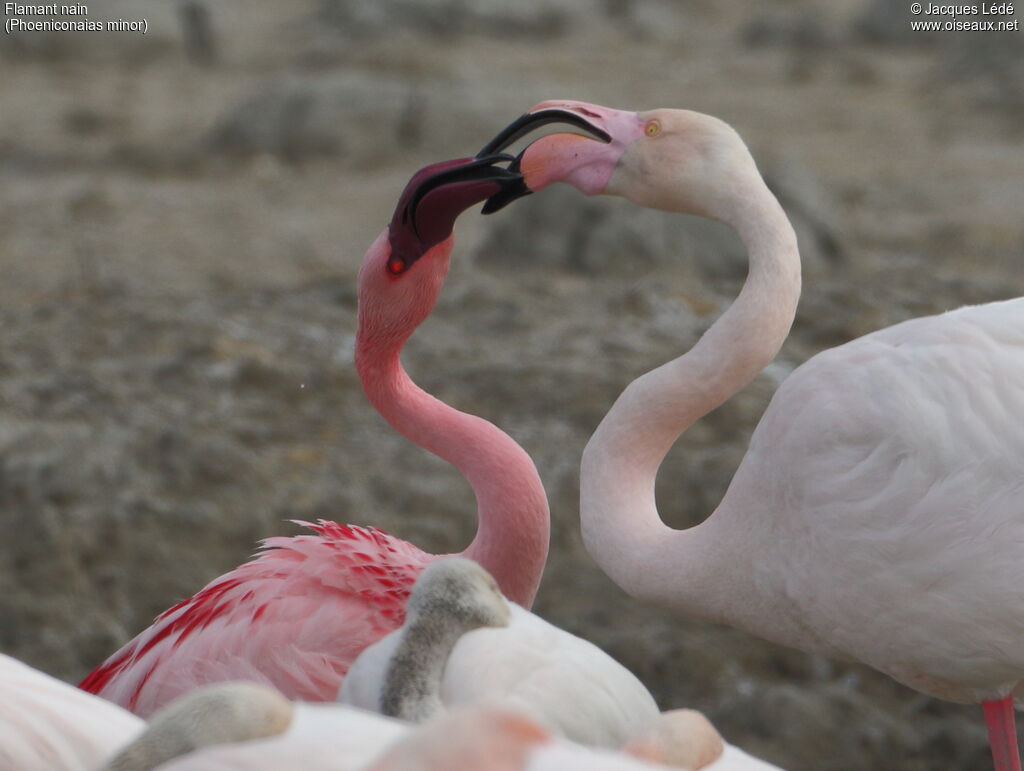 Flamant nain