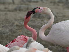 Lesser Flamingo