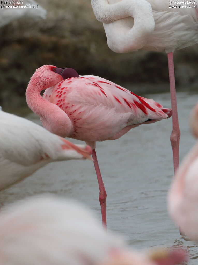 Lesser Flamingo