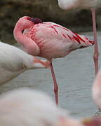 Lesser Flamingo