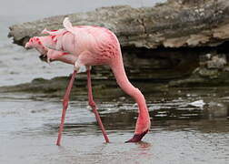 Lesser Flamingo