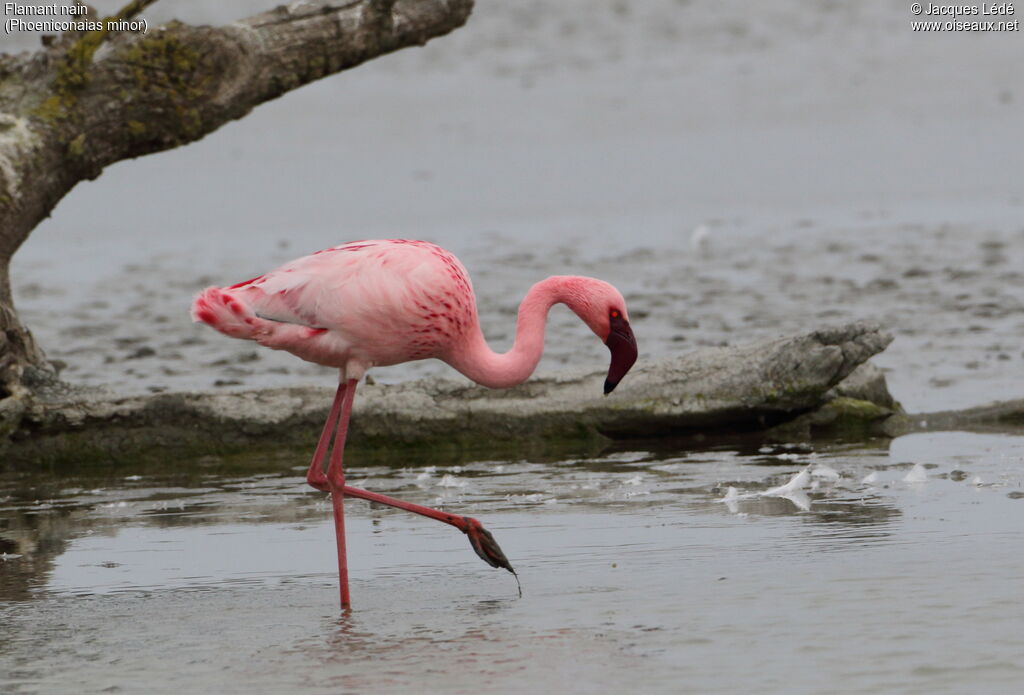 Lesser Flamingo