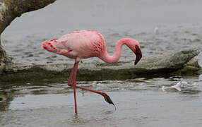 Lesser Flamingo