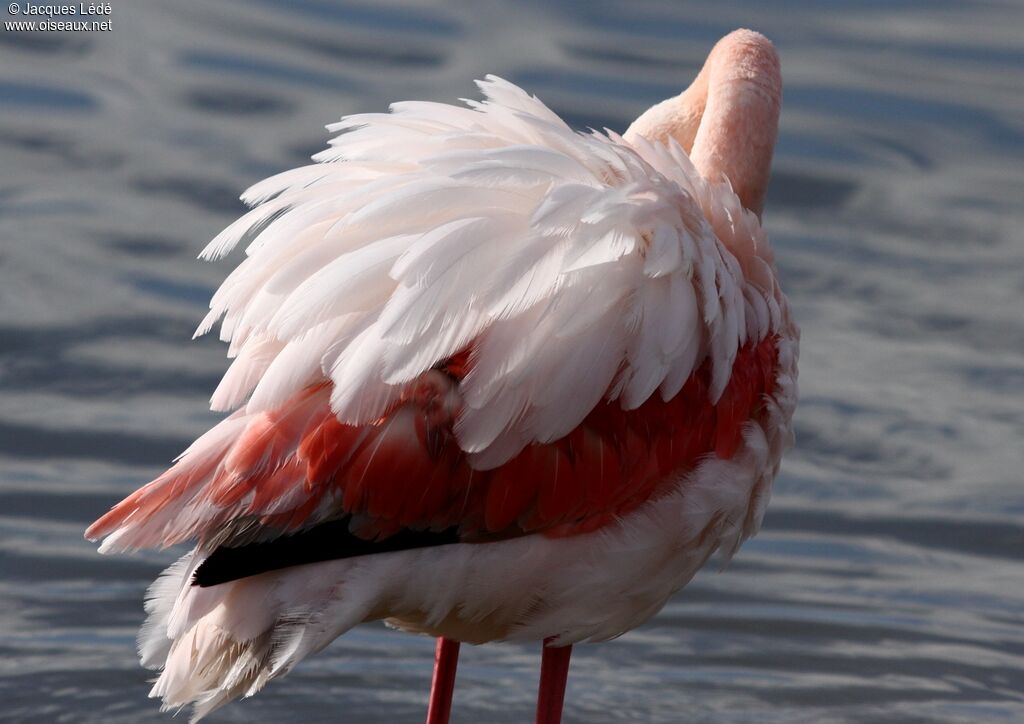 Flamant rose