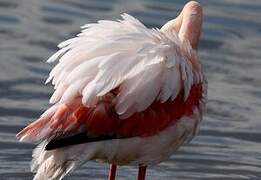 Flamant rose