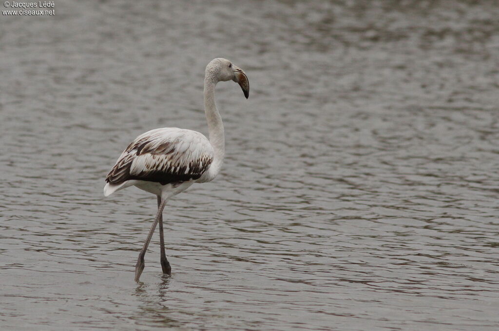 Greater Flamingo