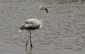 Flamant rose