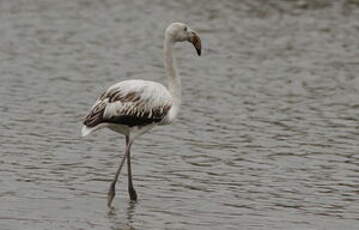 Flamant rose