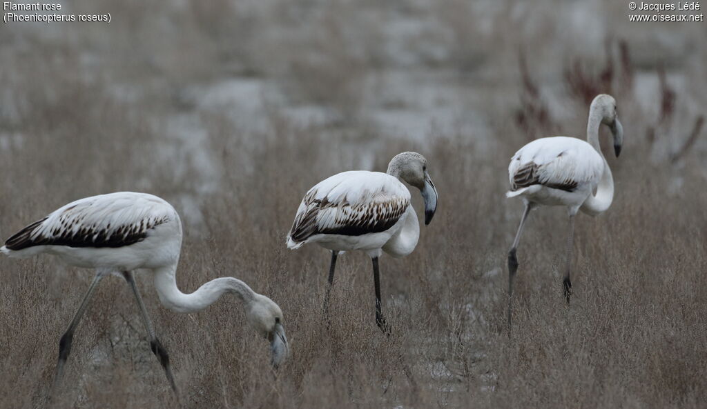 Flamant rose