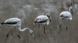 Greater Flamingo