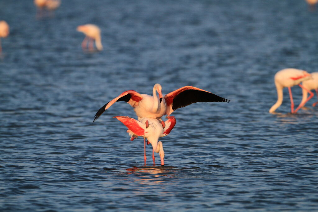 Flamant rose