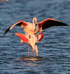 Flamant rose