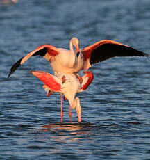 Flamant rose