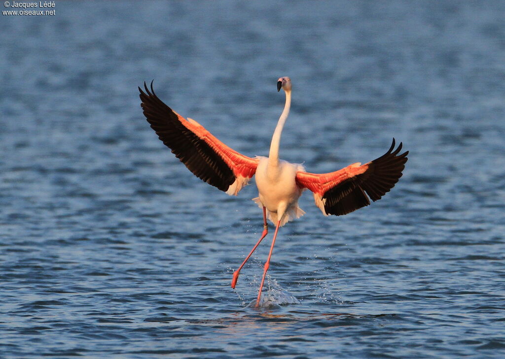 Flamant rose