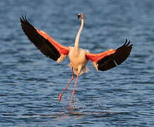 Flamant rose