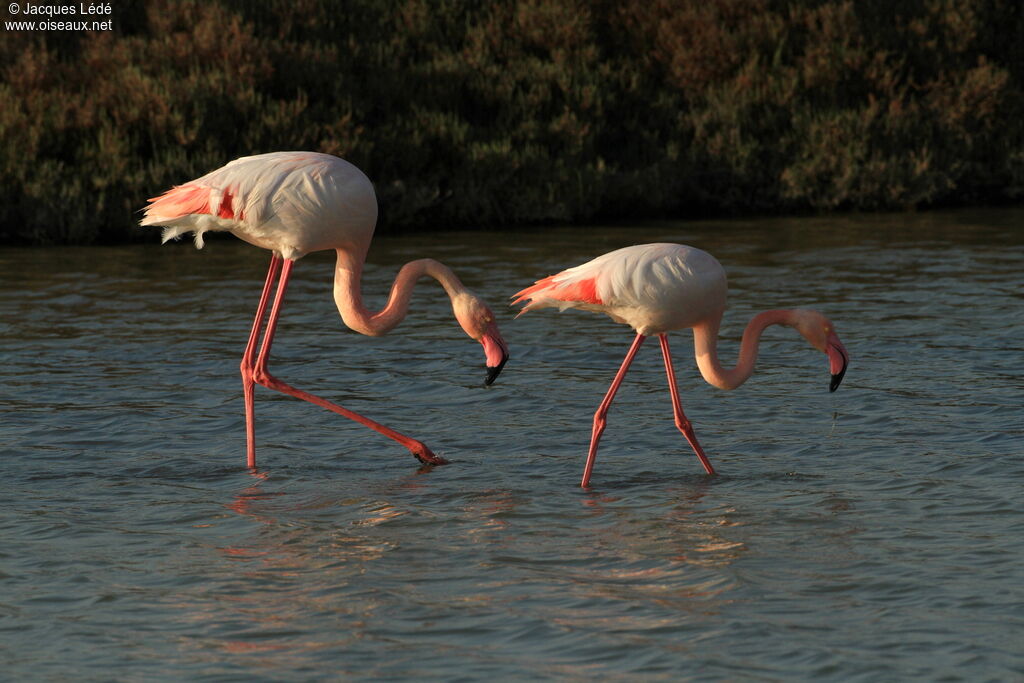 Flamant rose