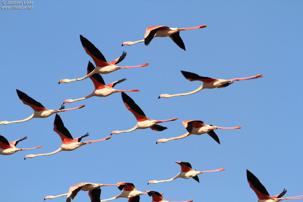 Flamant rose