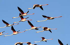 Greater Flamingo