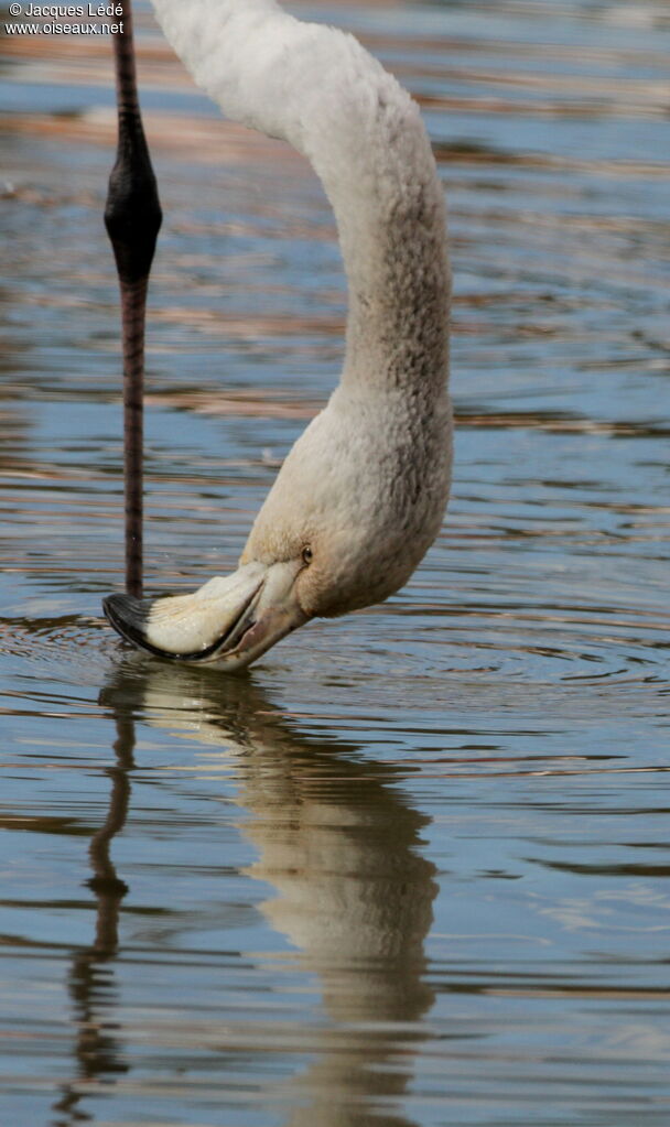 Flamant rose