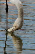 Greater Flamingo