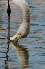 Flamant rose