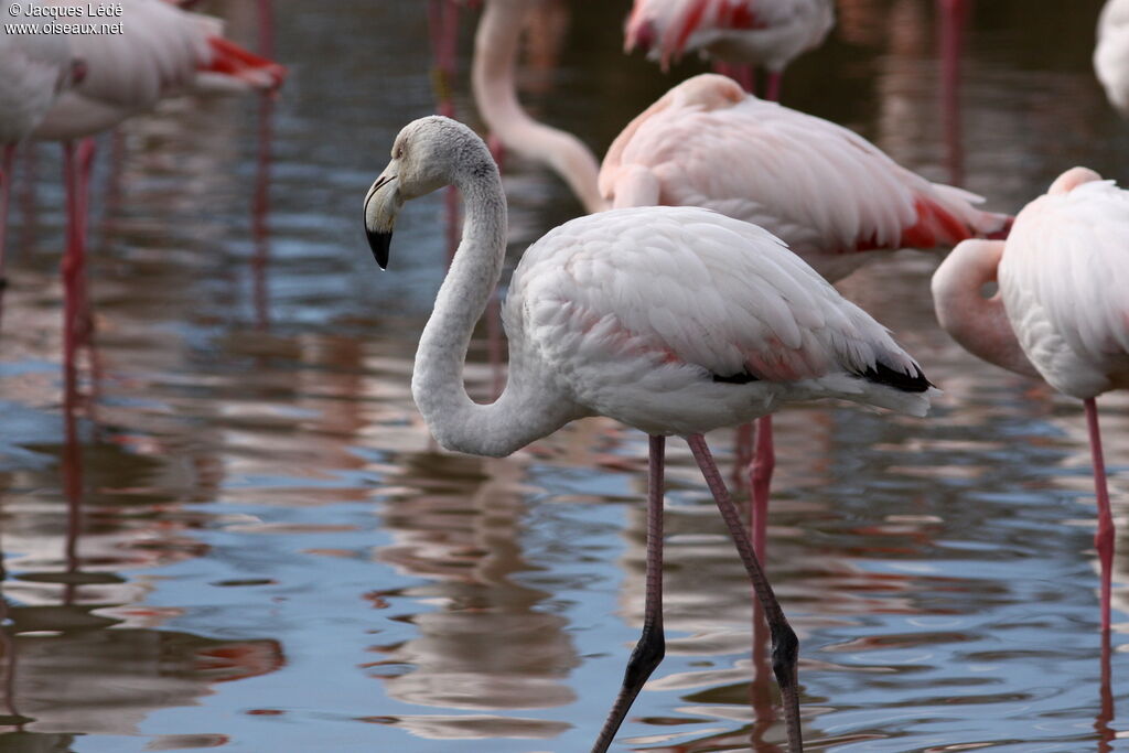 Flamant rose