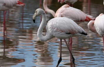 Flamant rose