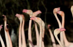 Greater Flamingo