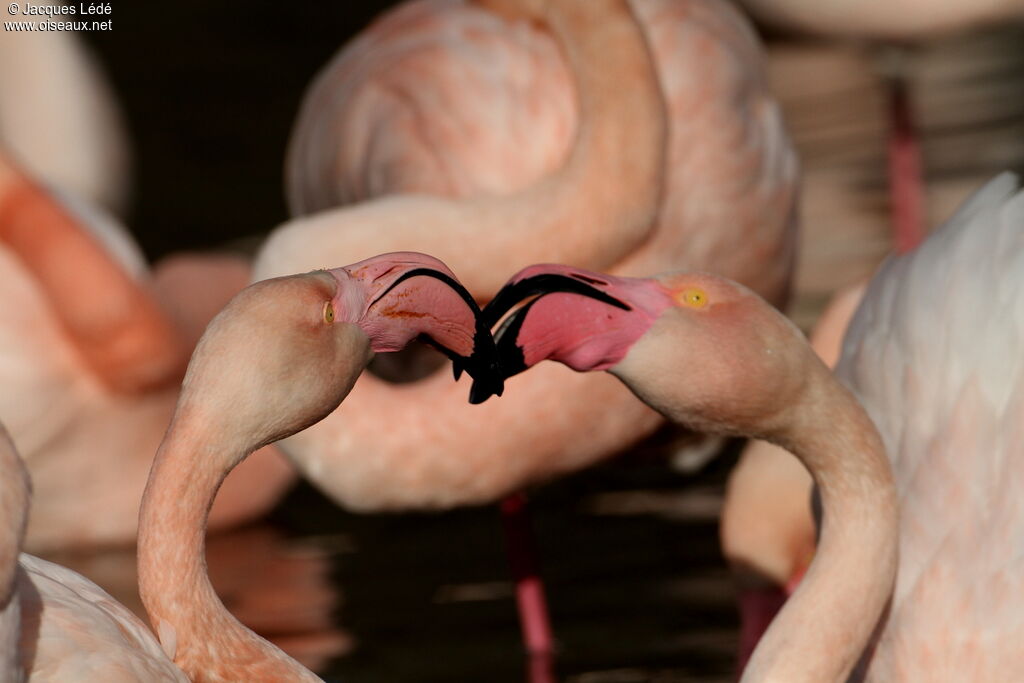 Flamant rose