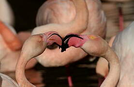 Greater Flamingo