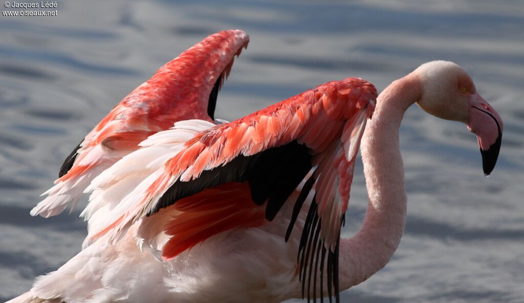 Greater Flamingo