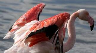 Flamant rose