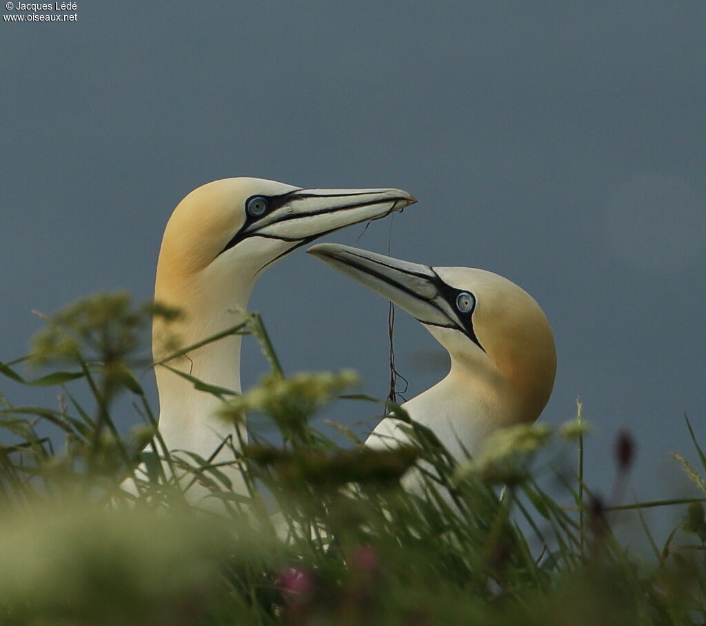 Northern Gannet