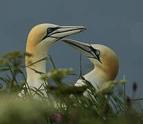 Northern Gannet