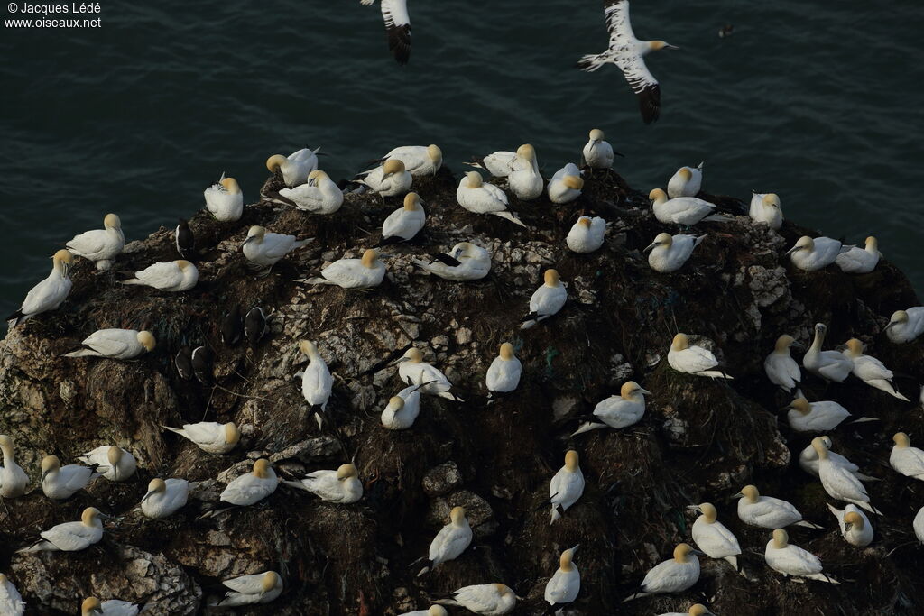 Northern Gannet