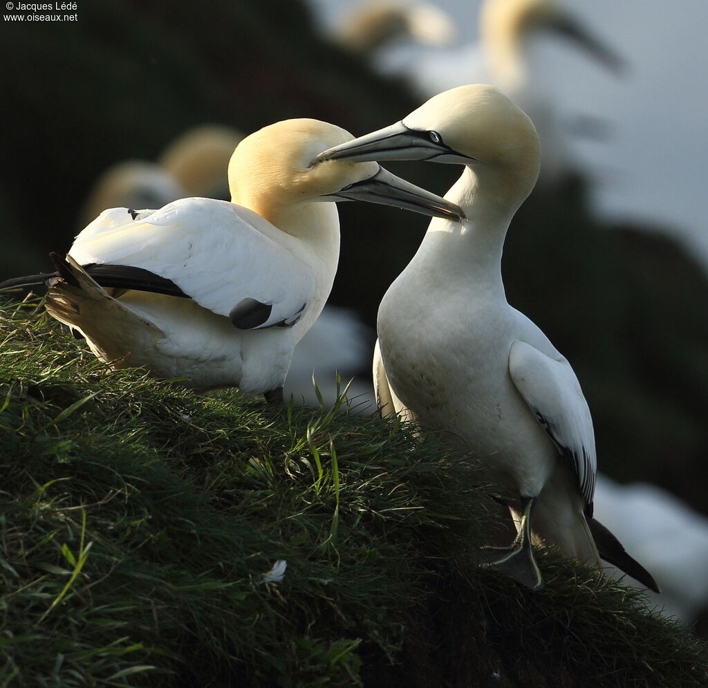 Northern Gannet