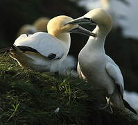 Northern Gannet