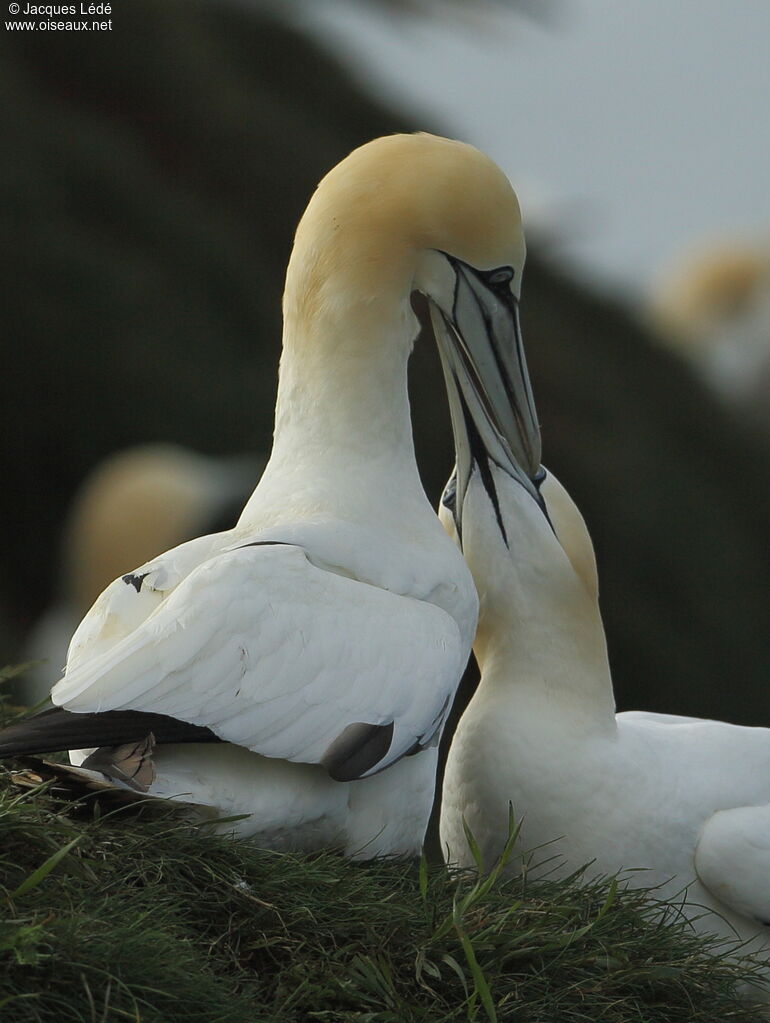 Northern Gannet