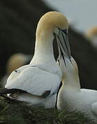 Northern Gannet